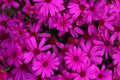 Osteospermum hybrid Royalty Free Stock Photo