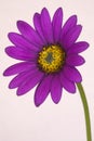 Osteospermum jucundum compactum Royalty Free Stock Photo