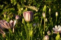 Osteospermum of lilac color