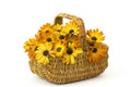 Osteospermum - orange african daisy in a basket Royalty Free Stock Photo