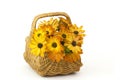 osteospermum - orange african daisy in a basket Royalty Free Stock Photo
