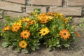 Osteospermum - orange african daisy Royalty Free Stock Photo