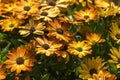 Osteospermum - orange african daisy Royalty Free Stock Photo