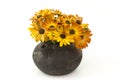 Osteospermum - orange african daisy Royalty Free Stock Photo