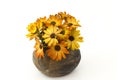 Osteospermum - orange african daisy in a vase Royalty Free Stock Photo