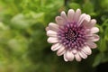 Osteospermum pink flower