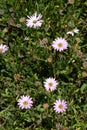 Osteospermum, pink garden daisy