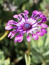 Osteospermum Pink Virls