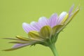 Close-up image of an Osteospermum `Pinks`