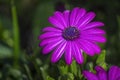 Osteospermum plant specie, flower close-up, its native to Africa continent, belonging to the sunflower daisy family Asteraceae. Royalty Free Stock Photo