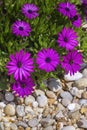 Osteospermum plant specie, flower close-up, its native to Africa continent, belonging to the sunflower daisy family Asteraceae. Royalty Free Stock Photo