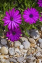 Osteospermum plant specie, flower close-up, its native to Africa continent, belonging to the sunflower daisy family Asteraceae. Royalty Free Stock Photo