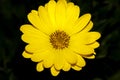 Yellow Cape Marguerite daisy bloom closeup. Royalty Free Stock Photo