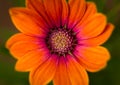 Osteospermum `Serenity Bronze` Bloom in stunning orange