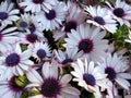 Osteospermum `Tradewinds White` Royalty Free Stock Photo