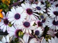 Osteospermum `Tradewinds White` Royalty Free Stock Photo