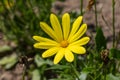 Osteospermum voltage yellow Royalty Free Stock Photo