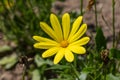 Osteospermum voltage yellow