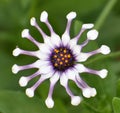Osteospermum or Whirligig also know as African Daisy