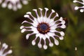 Osteospermum Whirligig daisy Royalty Free Stock Photo