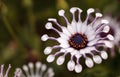 Osteospermum Whirligig daisy