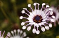 Osteospermum Whirligig daisy Royalty Free Stock Photo