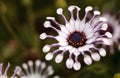 Osteospermum Whirligig daisy