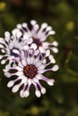 Osteospermum Whirligig daisy Royalty Free Stock Photo