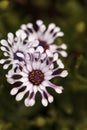 Osteospermum Whirligig daisy