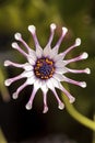 Osteospermum Whirligig daisy Royalty Free Stock Photo