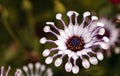 Osteospermum Whirligig daisy