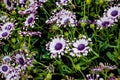 Osteospermum Whirlygig African daisy shaped flower purple white