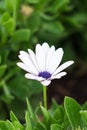 Osteospermum, white flower on background of green grass, selective focus