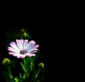 Osteospermum white, isolated image