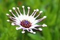 Osteospermum white spoon flower