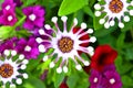 Osteospermum white spoon flower