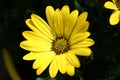 Osteospermum yellow