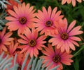 Osteospermum 'Zion Copper Amethyst' flowers at full bloom Royalty Free Stock Photo