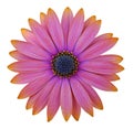 Osteosperumum Flower Daisy Royalty Free Stock Photo