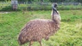 Ostich Emu walking through a field of green grass Royalty Free Stock Photo