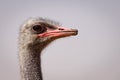 Ostrich portrait in profile Royalty Free Stock Photo