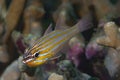 Ostorhinchus cyanosoma Yellowstriped Cardinalfish