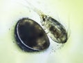 Ostracod and Copepod Cyclops is small crustacean found in freshwater pond Royalty Free Stock Photo