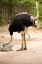 Ostrich Royalty Free Stock Photo