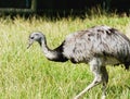 Ostrich