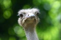 Ostrich