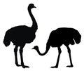 Ostrich