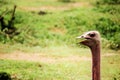 Ostrich Royalty Free Stock Photo