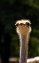 Ostrich Royalty Free Stock Photo