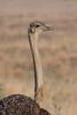 Ostrich Royalty Free Stock Photo